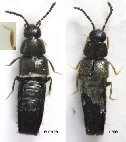 Acrotona nigerrima